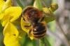 Osmia aurulenta
